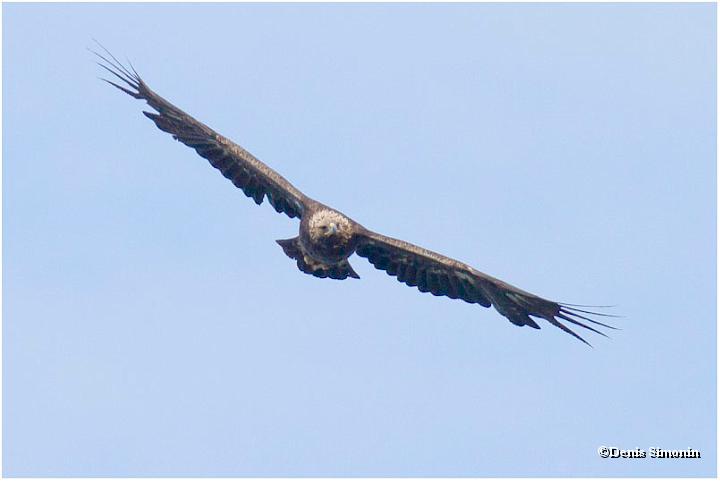 Aigle royal en vol